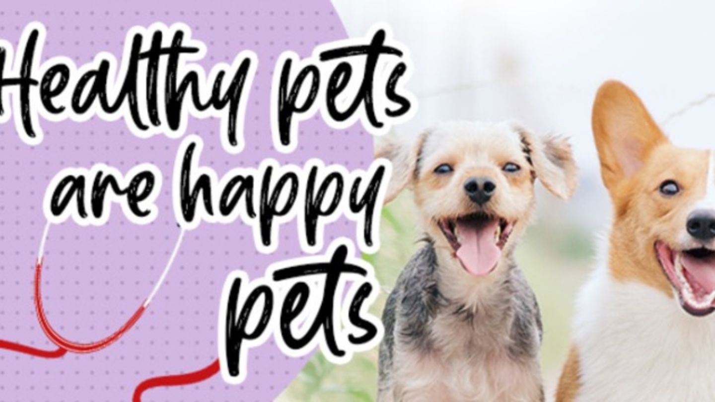 HiDubai-business-vet-veterinary-clinic-animals-pets-plants-pet-clinics-vets-al-barsha-1-dubai