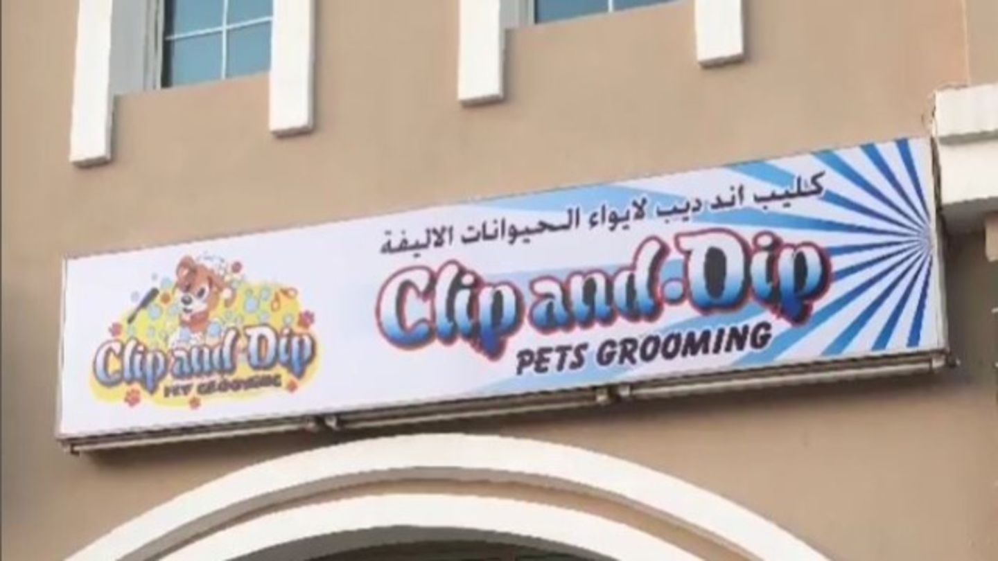 HiDubai-business-clip-and-dip-pets-grooming-animals-pets-plants-pet-grooming-centres-international-city-warsan-1-dubai
