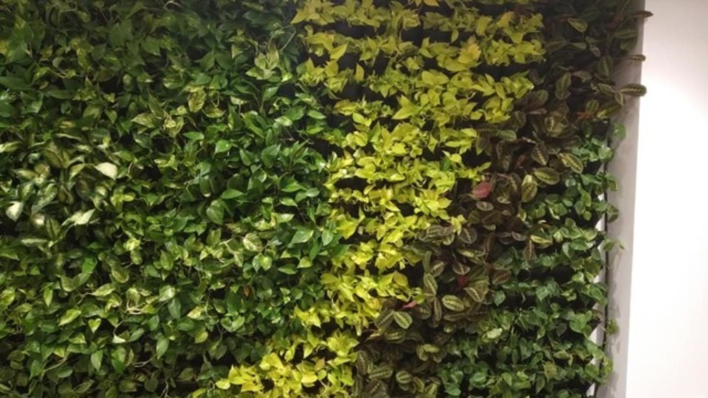 HiDubai-business-sunscape-landscape-gardening-home-gardening-landscaping-warsan-3-dubai