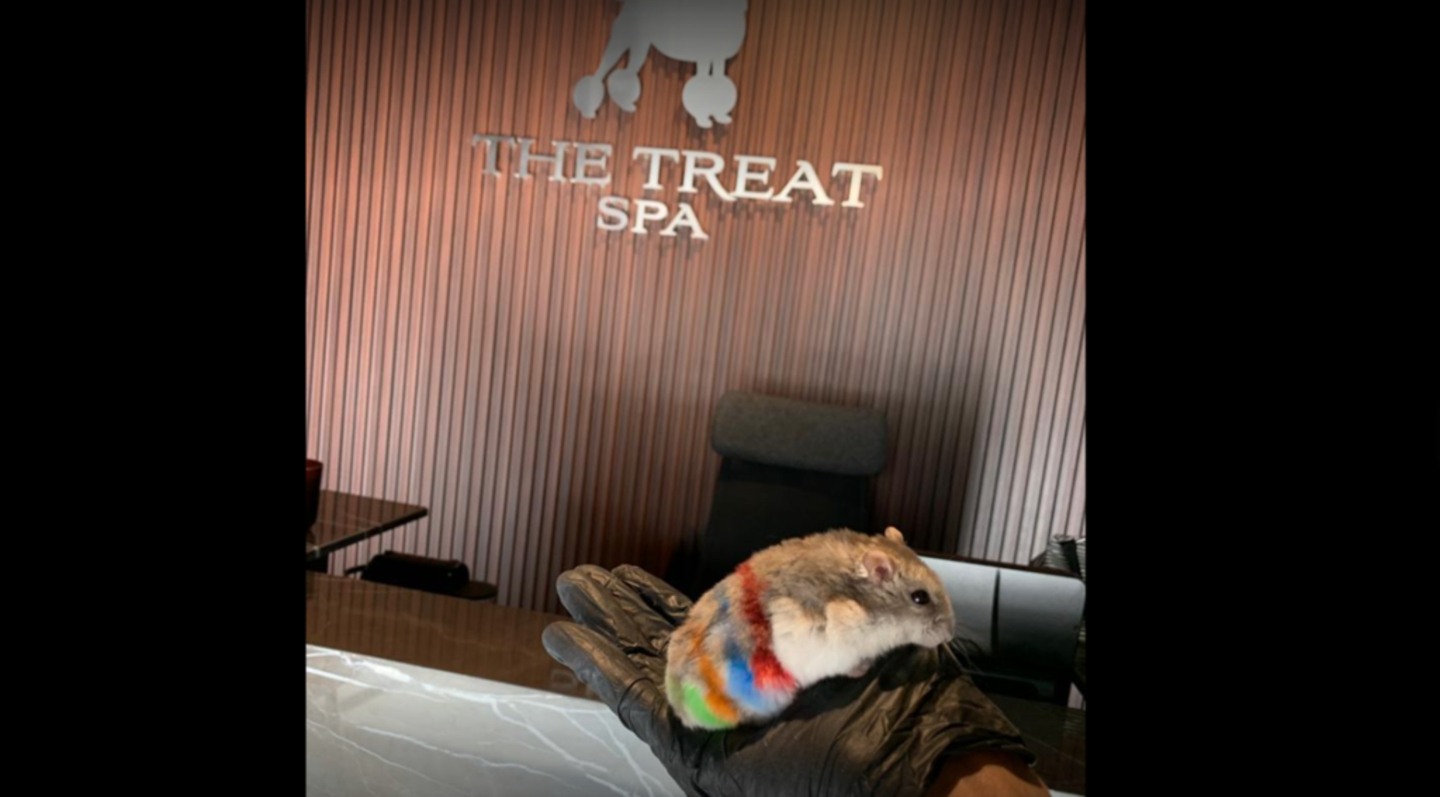 HiDubai-business-the-treat-spa-pet-grooming-center-animals-pets-plants-pet-grooming-centres-al-merkadh-dubai