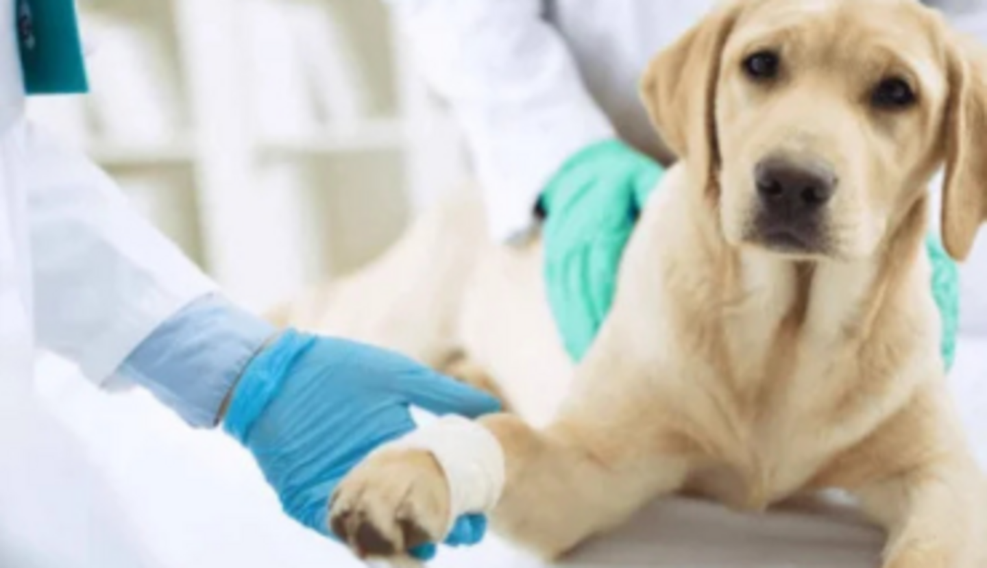 HiDubai-business-prime-paws-veterinary-clinic-animals-pets-plants-pet-clinics-vets-business-bay-dubai
