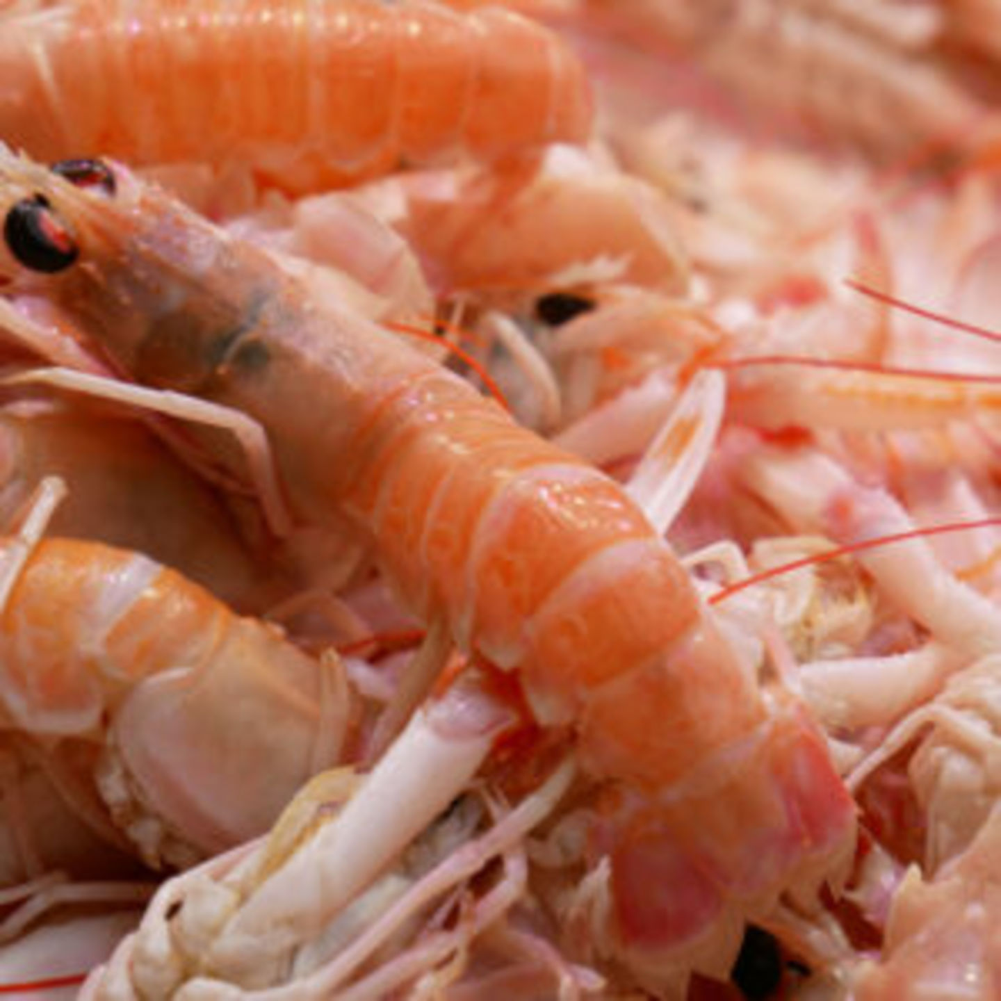 HiDubai-business-sea-dream-fish-trading-b2b-services-food-stuff-trading-al-baraha-dubai