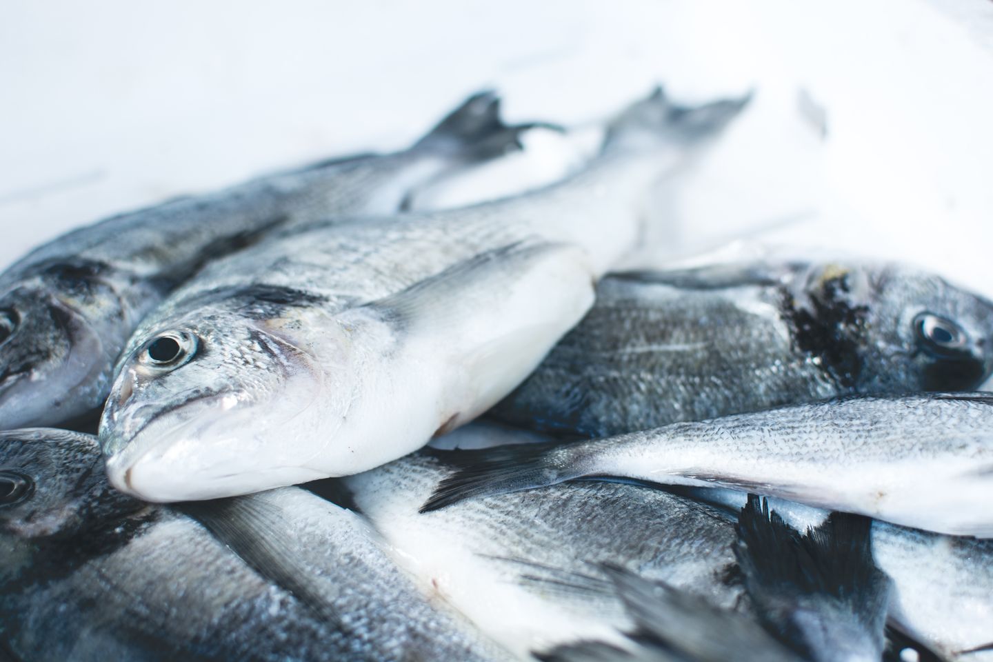 HiDubai-business-alhamur-alazaraq-fish-trading-b2b-services-food-stuff-trading-corniche-deira-dubai