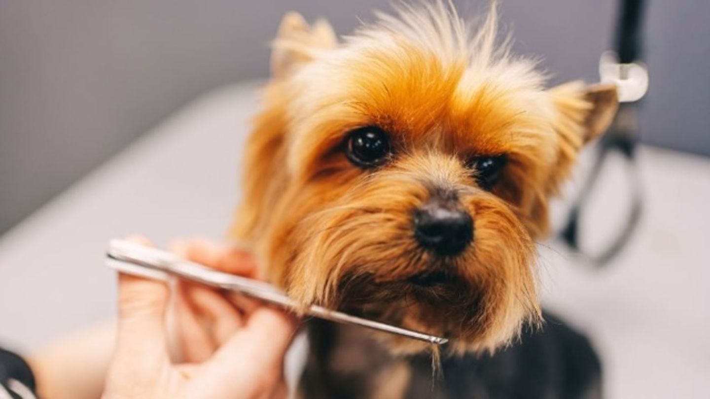 HiDubai-business-kittys-zone-animals-pets-plants-pet-grooming-centres-dubai-silicon-oasis-nadd-hessa-dubai