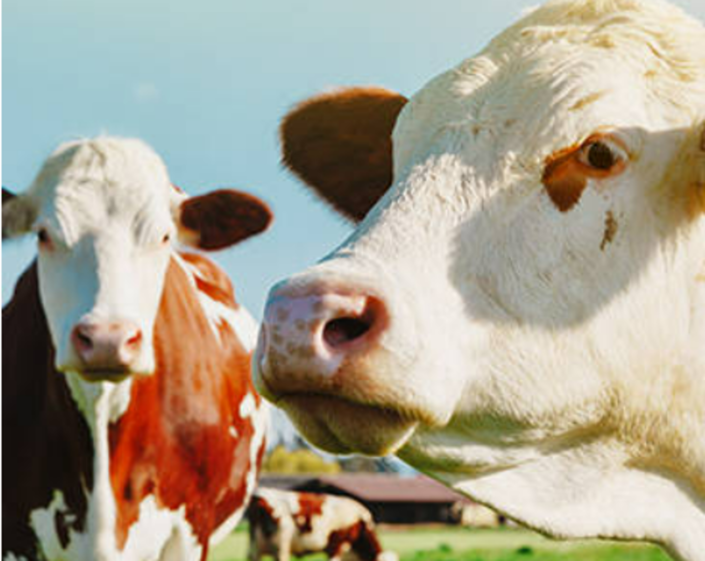 HiDubai-business-dairy-land-b2b-services-distributors-wholesalers-umm-hurair-2-dubai