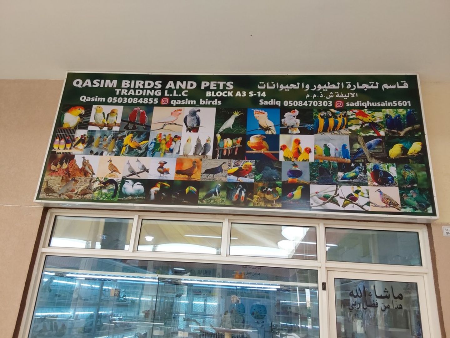 HiDubai-business-qasim-birds-and-pets-trading-animals-pets-plants-animal-shelters-adoption-centres-warsan-3-dubai