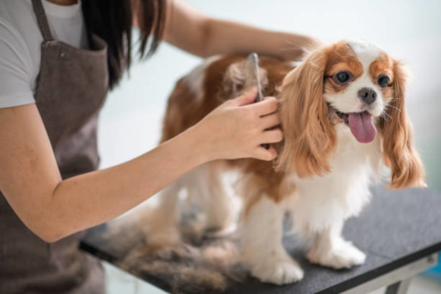 HiDubai-business-kittys-zone-animals-pets-plants-pet-grooming-centres-al-muraqqabat-dubai