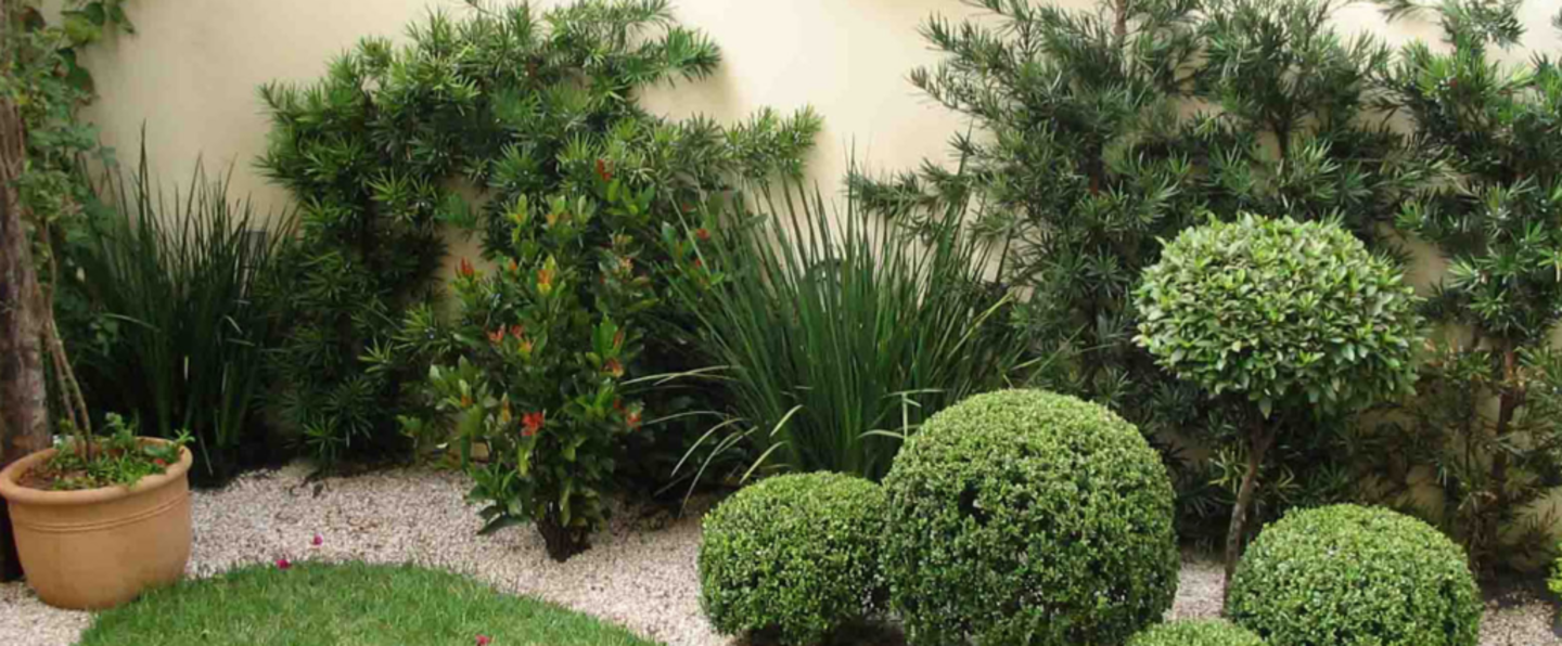 HiDubai-business-rubus-plants-flowers-trading-animals-pets-plants-plants-gardening-stores-warsan-3-dubai