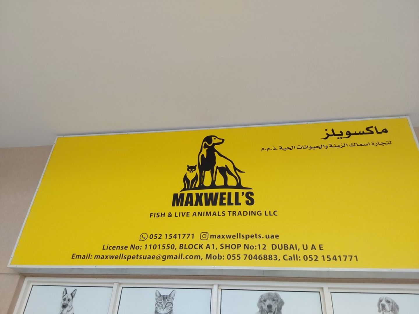 HiDubai-business-maxwells-fish-live-animals-trading-animals-pets-plants-animal-shelters-adoption-centres-warsan-3-dubai