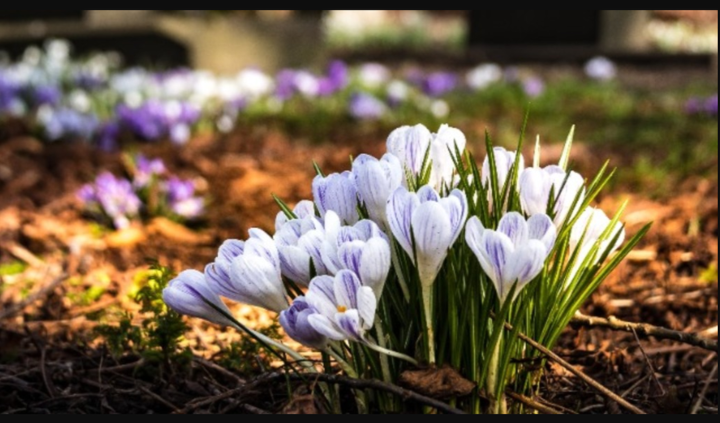 HiDubai-business-al-rigga-graveyard-others-funeral-services-cemeteries-al-rigga-dubai