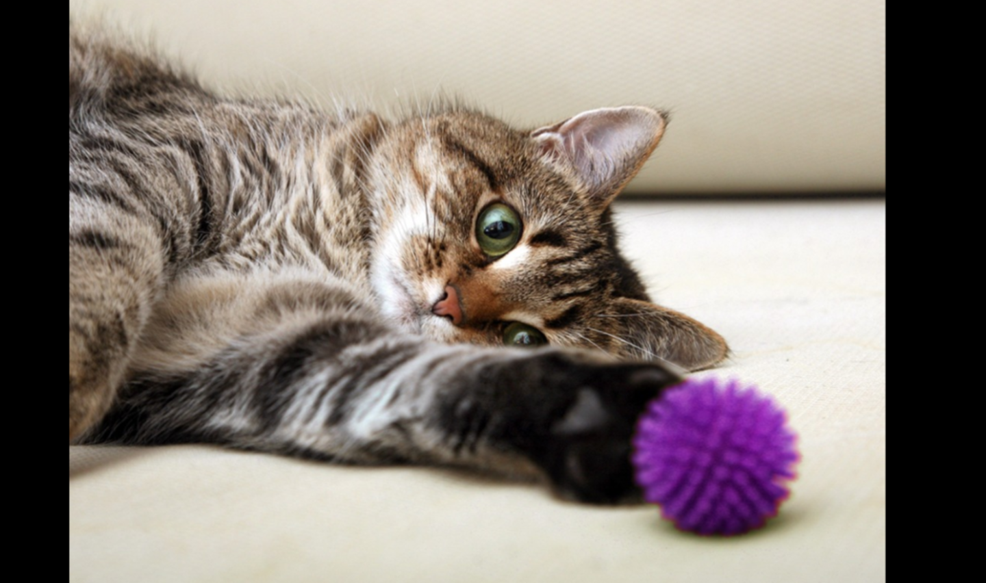 HiDubai-business-pet-world-shop-animals-pets-plants-pet-food-accessories-stores-springs-al-thanyah-4-dubai