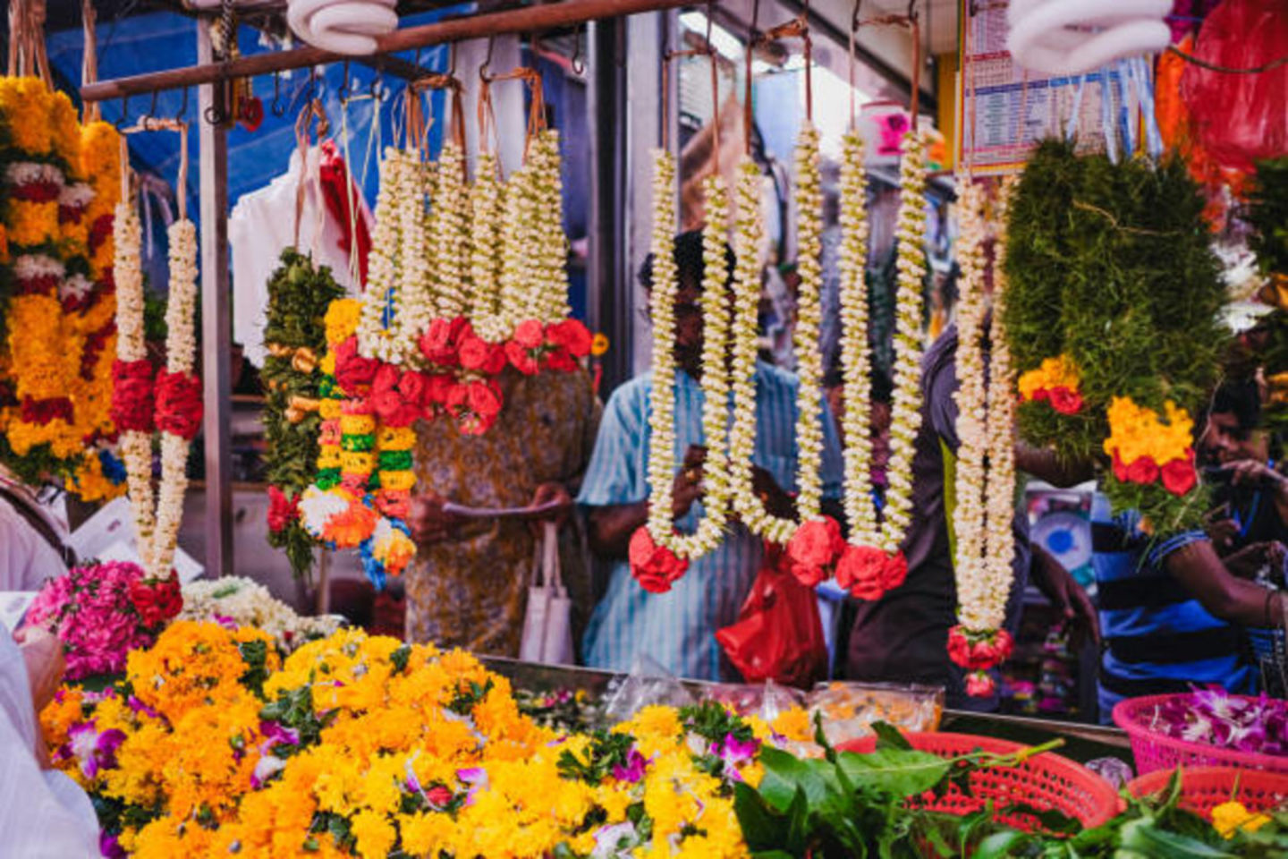 HiDubai-business-south-india-flowers-trading-animals-pets-plants-plants-gardening-stores-al-fahidi-al-souq-al-kabeer-dubai