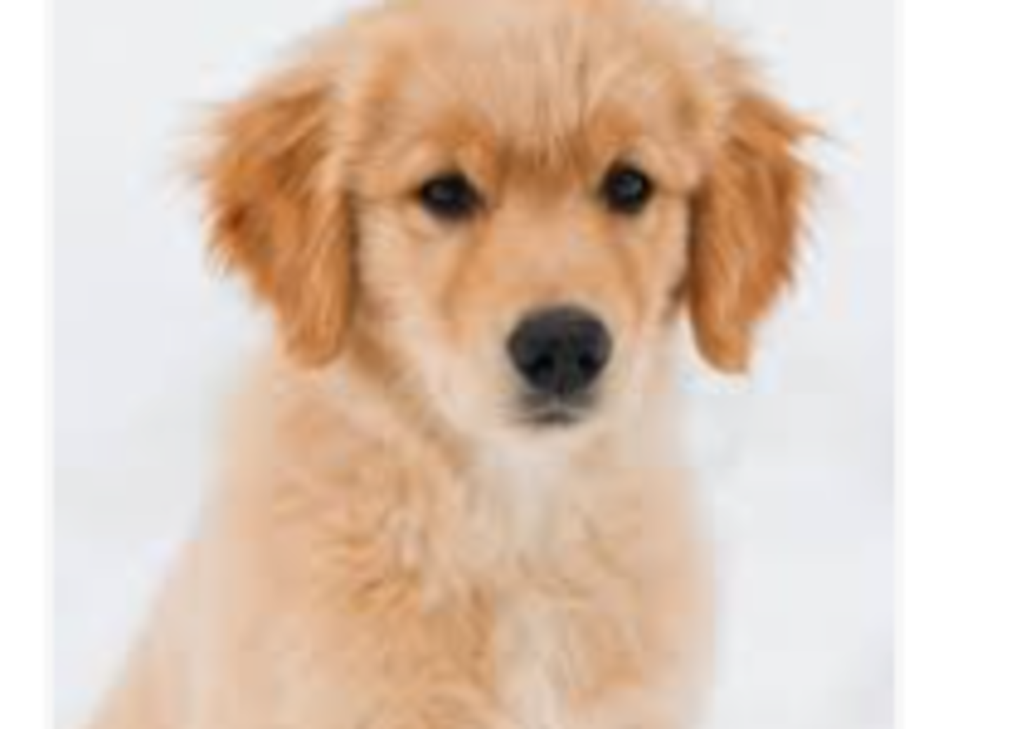 HiDubai-business-paw-celebrations-domestic-pets-grooming-animals-pets-plants-pet-grooming-centres-al-barsha-south-3-dubai