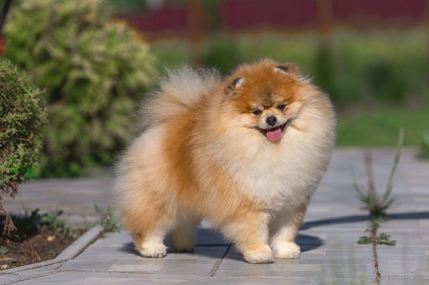 HiDubai-business-sandy-paws-animals-pets-plants-animal-transport-quarantine-services-dubai-cargo-village-dubai-international-airport-dubai