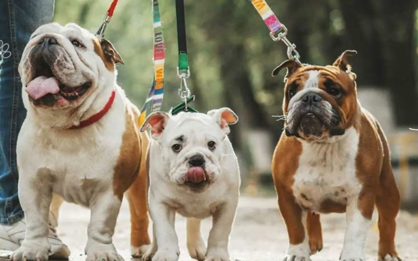 HiDubai-business-doctor-dolittle-veterinary-clinic-animals-pets-plants-pet-clinics-vets-al-quoz-industrial-3-dubai