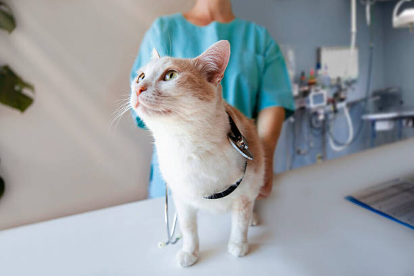 HiDubai-business-orthopedic-veterinary-clinic-animals-pets-plants-pet-clinics-vets-al-barsha-south-3-dubai