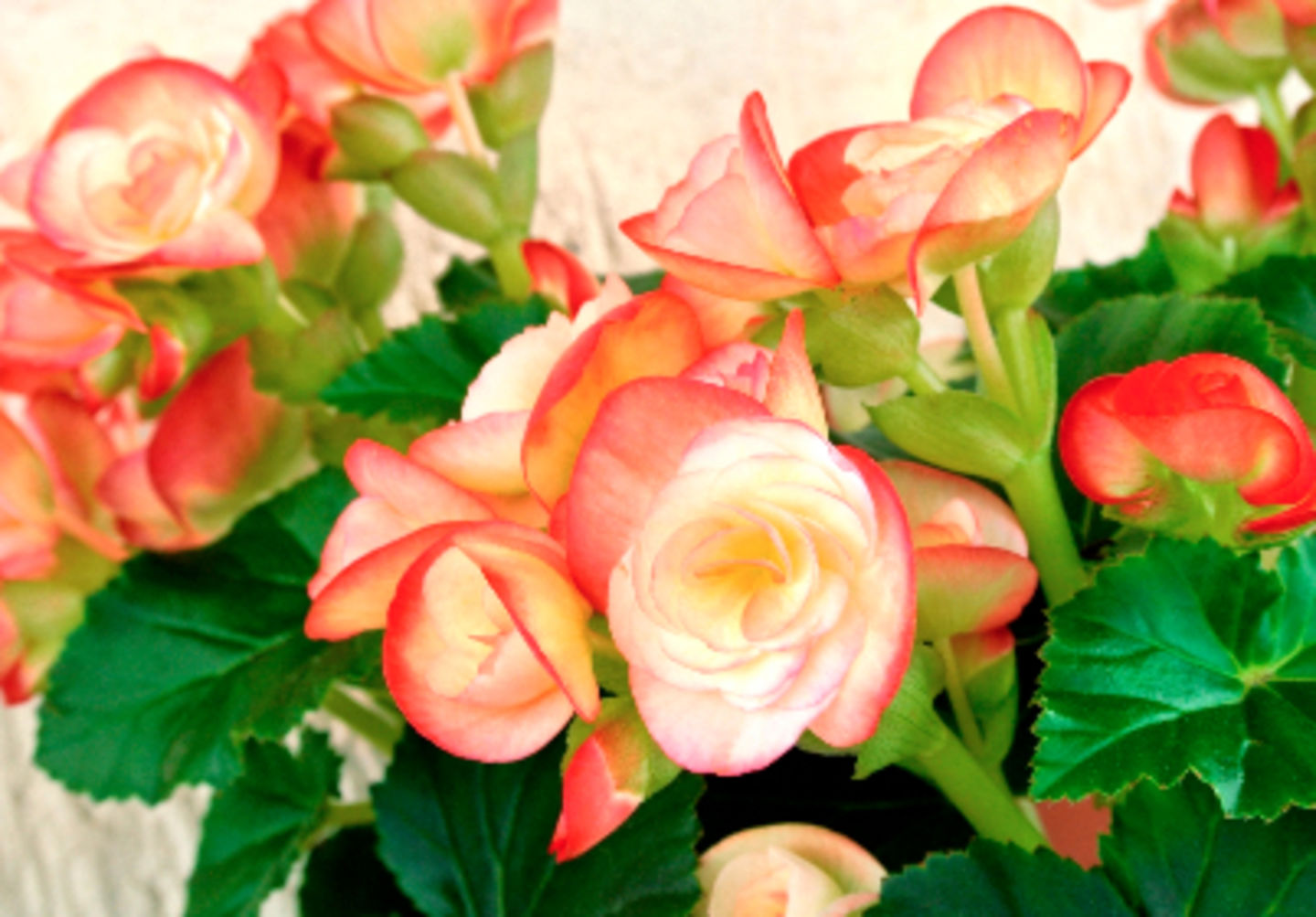 HiDubai-business-alreehan-flower-trading-b2b-services-distributors-wholesalers-al-buteen-dubai