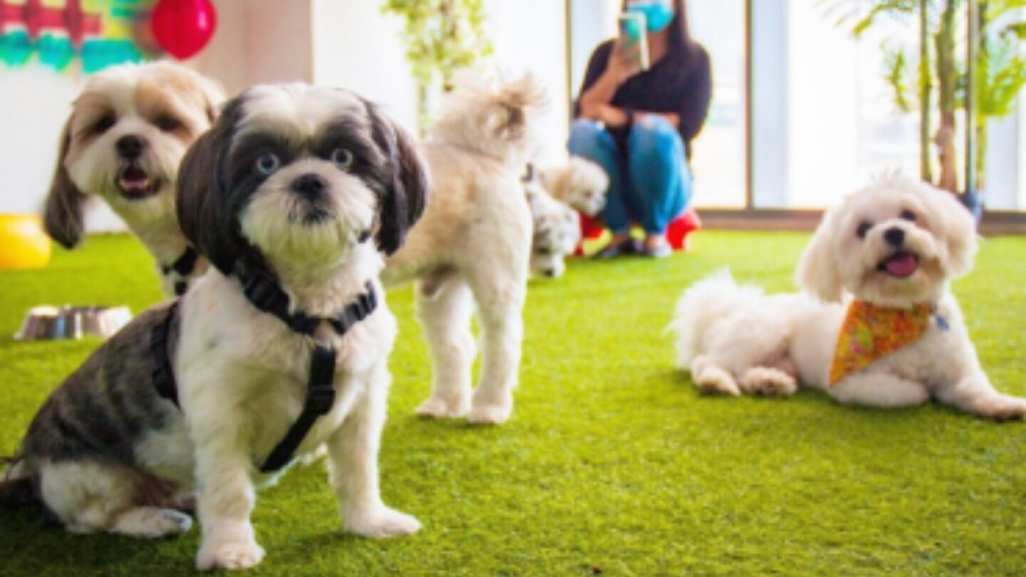 HiDubai-business-petzania-animals-pets-plants-pet-grooming-centres-business-bay-dubai