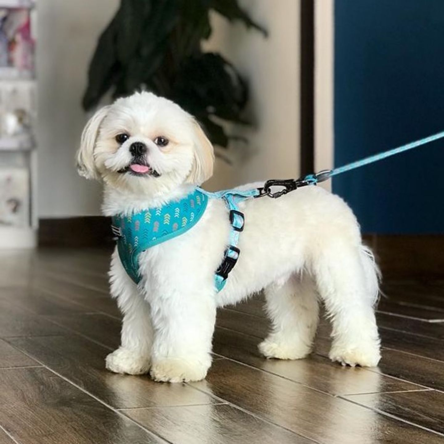 HiDubai-business-cardio-vet-animals-pets-plants-pet-clinics-vets-dubai-production-city-dubai