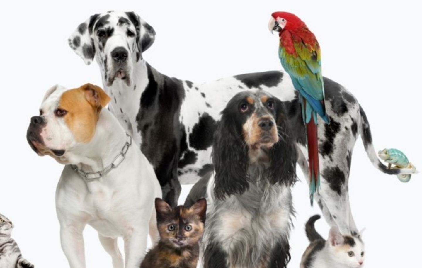 HiDubai-business-the-pet-vet-veterinary-clinic-animals-pets-plants-pet-clinics-vets-nadd-al-hammar-dubai