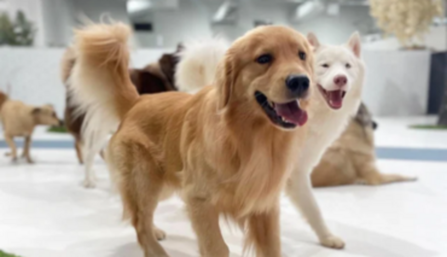 HiDubai-business-zoomies-domestic-pets-boarding-animals-pets-plants-pet-hotels-day-care-al-quoz-industrial-3-dubai