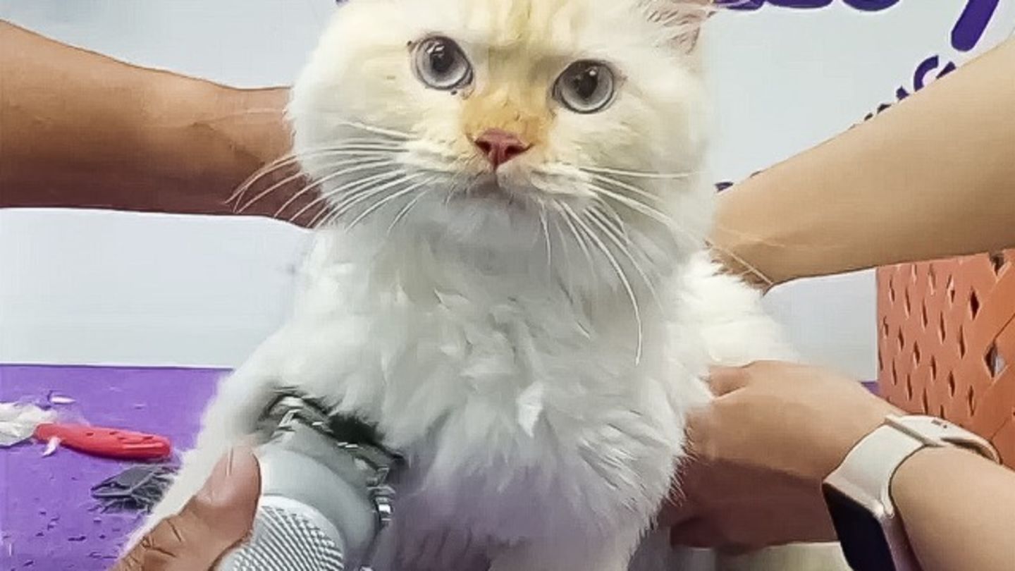 HiDubai-business-paws-and-tails-mobile-pets-grooming-animals-pets-plants-pet-grooming-centres-al-garhoud-dubai