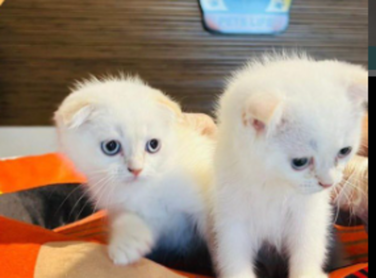 HiDubai-business-amazing-pets-life-animals-trading-animals-pets-plants-pet-food-accessories-stores-majan-wadi-al-safa-3-dubai