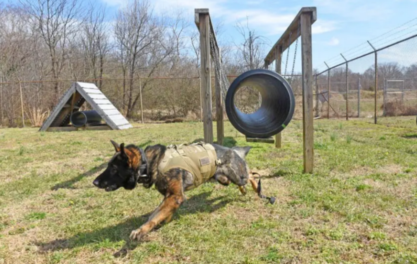 HiDubai-business-dogizone-pets-training-animals-pets-plants-animal-training-centres-dubai-investment-park-2-dubai