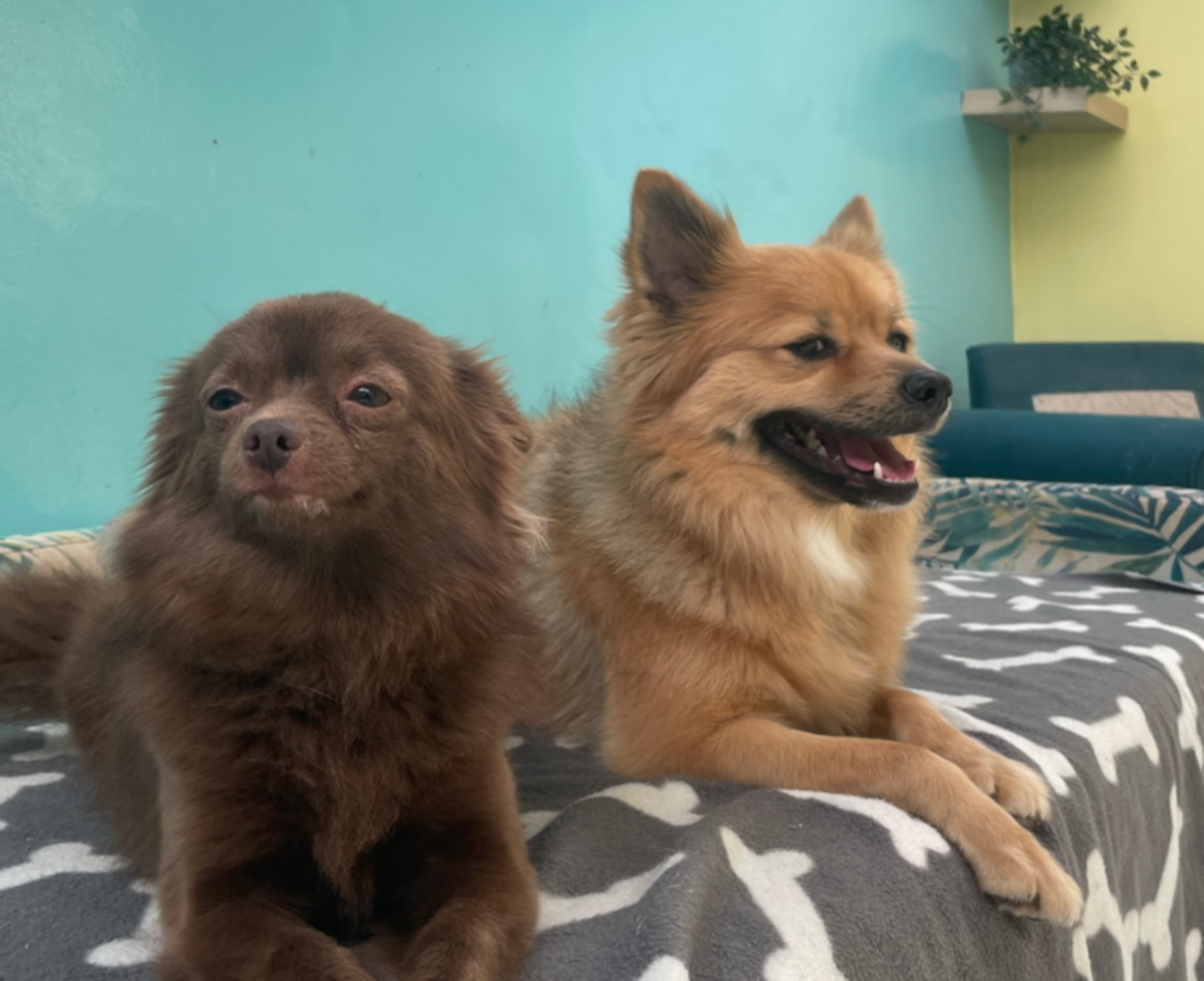 HiDubai-business-dkc-veterinary-animals-pets-plants-pet-clinics-vets-dubai-motor-city-al-hebiah-1-dubai