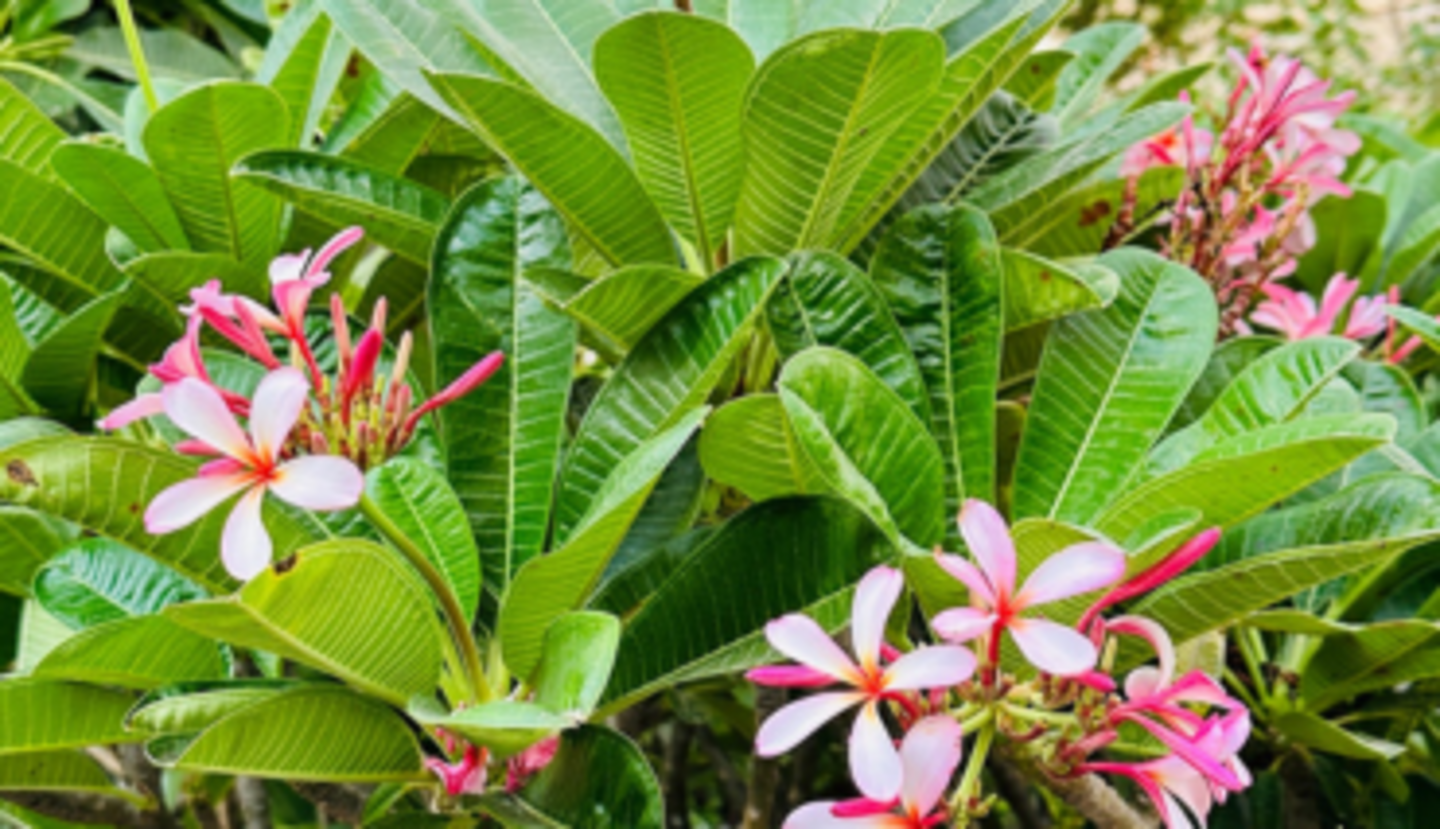 HiDubai-business-dubai-garden-centre-shopping-garden-outdoor-al-quoz-industrial-3-dubai