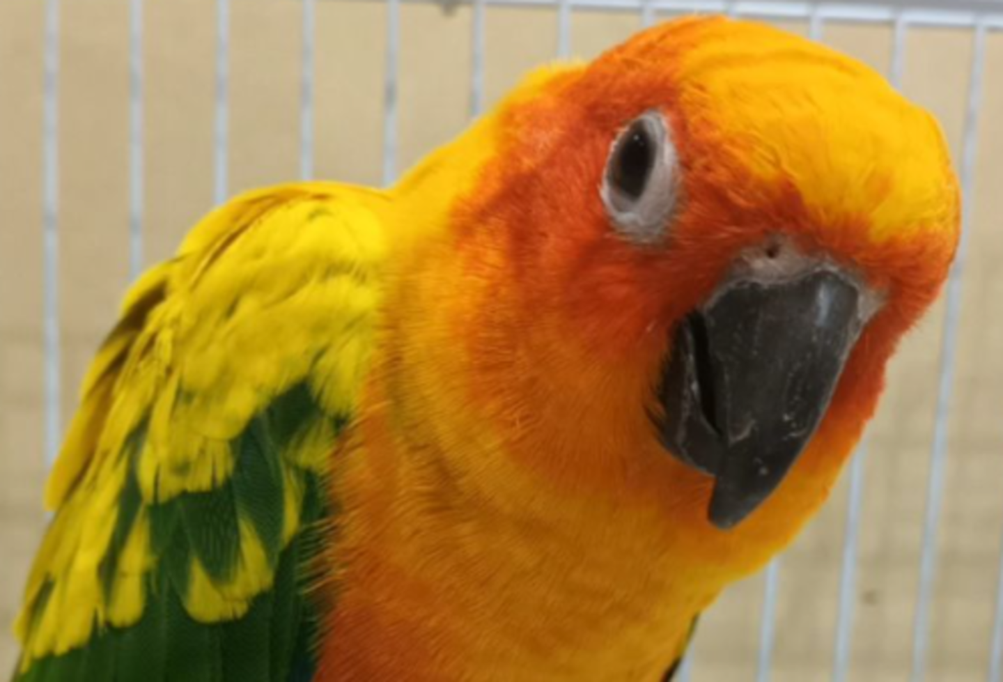 HiDubai-business-arnab-animals-trading-animals-pets-plants-pets-warsan-3-dubai