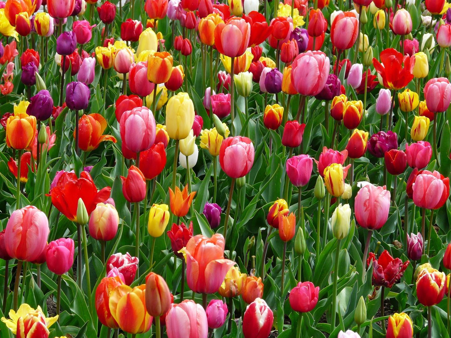HiDubai-business-just-bouquet-flowers-shopping-garden-outdoor-al-barsha-1-dubai-2