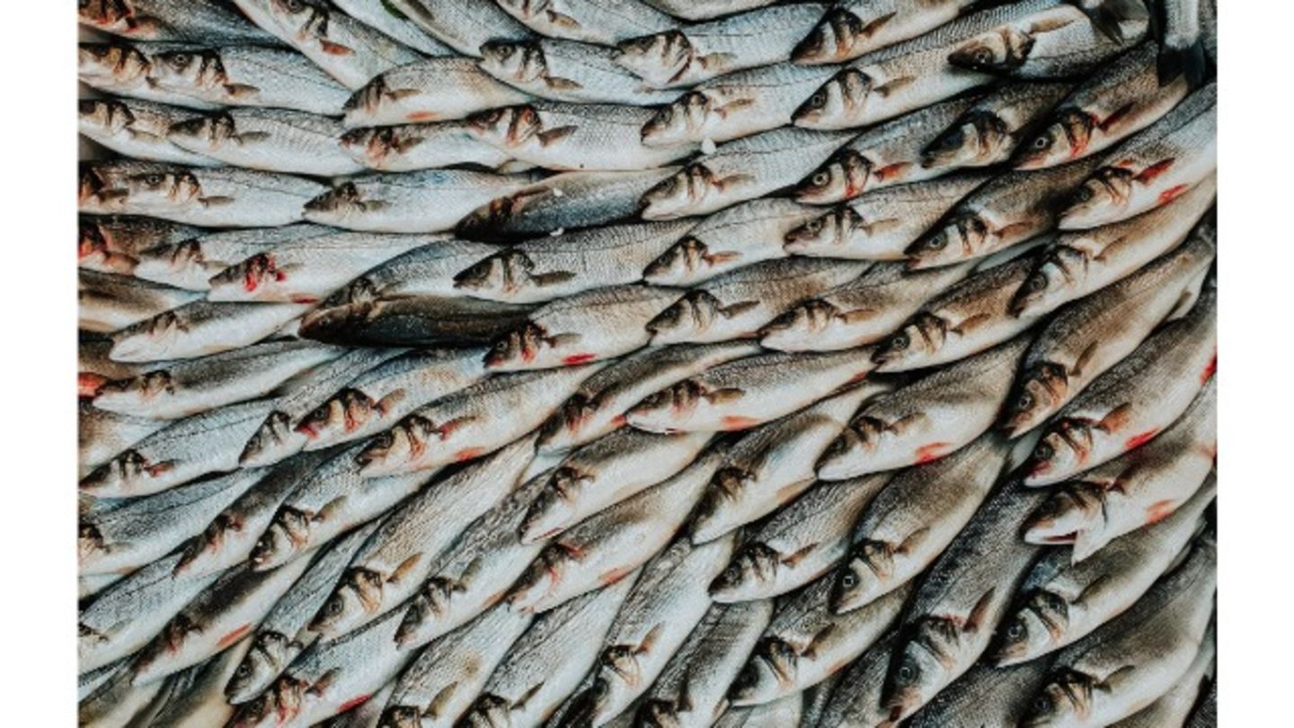 HiDubai-business-best-shrimps-frozen-fish-seafood-trading-shopping-supermarkets-hypermarkets-grocery-stores-corniche-deira-dubai