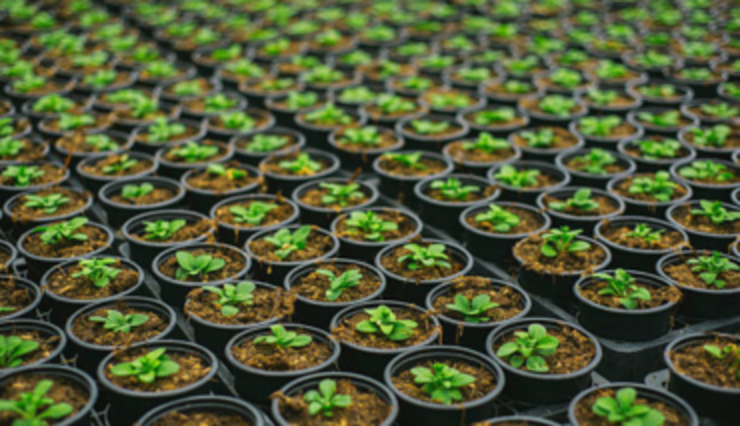 HiDubai-business-may-flowers-animals-pets-plants-plants-gardening-stores-al-karama-dubai