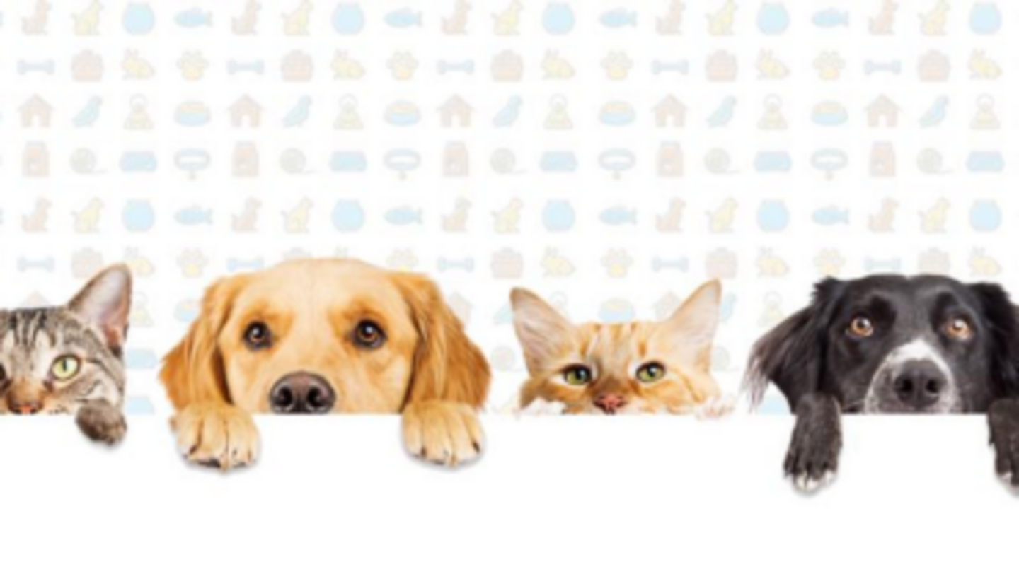 HiDubai-business-best-pets-unlimited-animals-pets-plants-pet-food-accessories-stores-the-palm-jumeirah-nakhlat-jumeirah-dubai