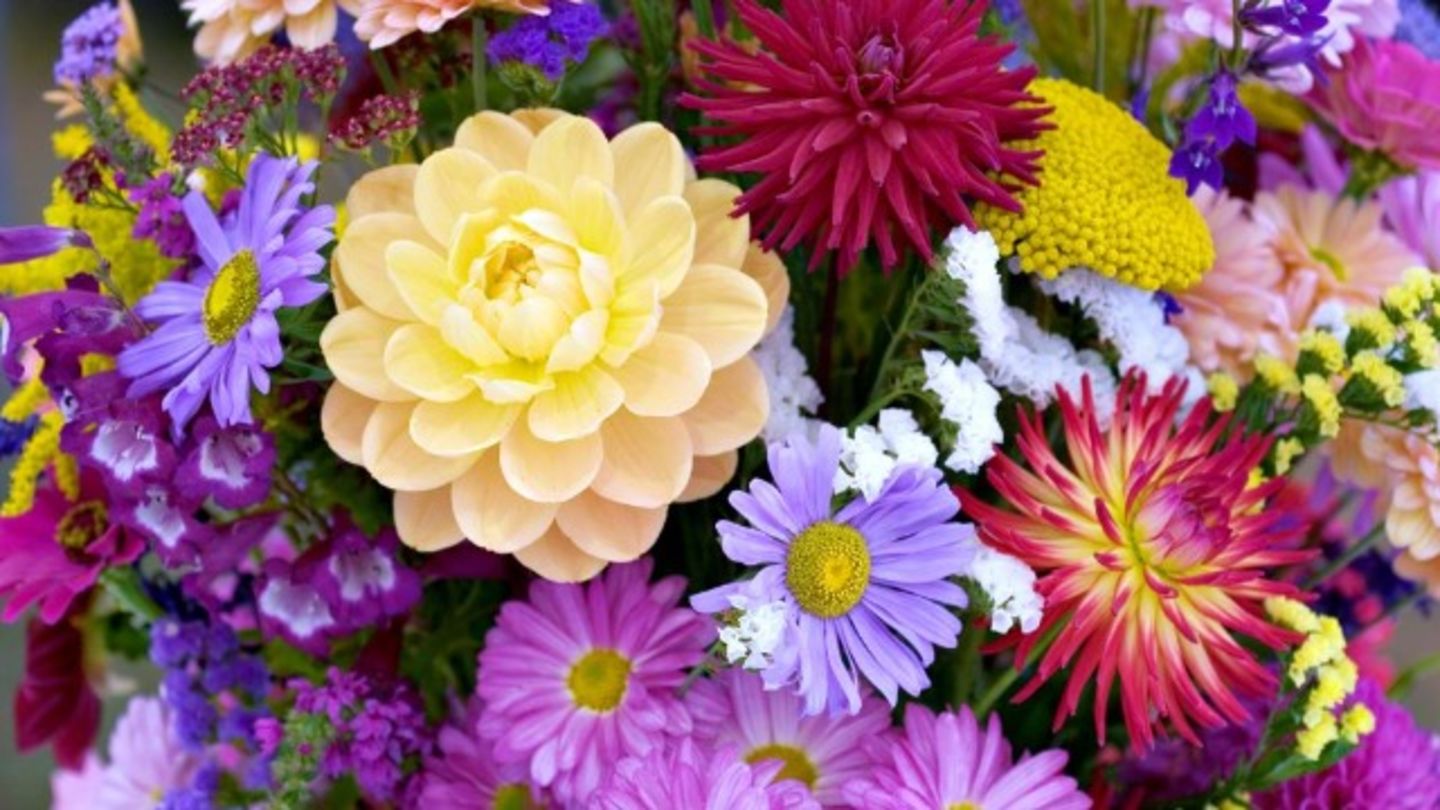 HiDubai-business-marina-flowers-animals-pets-plants-plants-gardening-stores-al-satwa-dubai