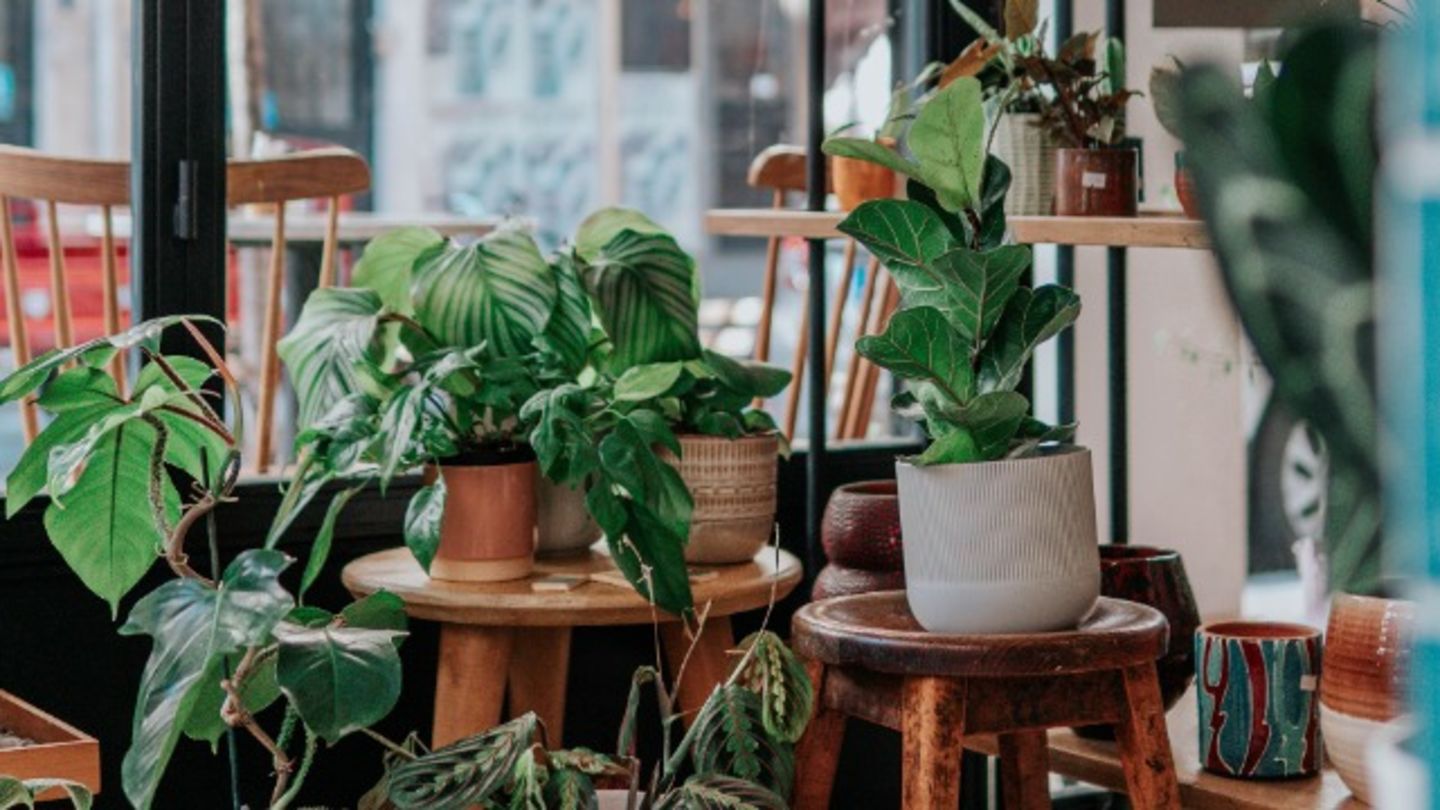 HiDubai-business-jin-zhou-plants-trading-animals-pets-plants-plants-gardening-stores-international-city-warsan-1-dubai