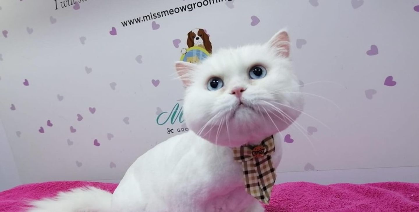 HiDubai-business-miss-meow-animals-pets-plants-pet-grooming-centres-al-satwa-dubai