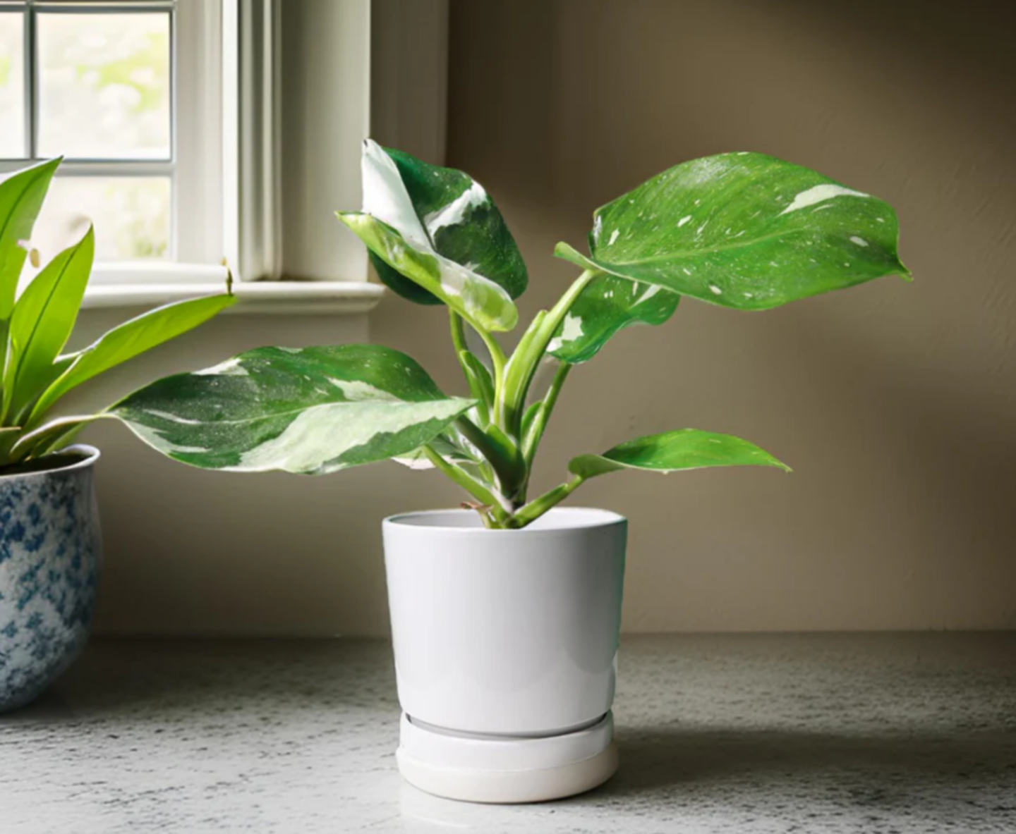 HiDubai-business-cacti-flower-plants-trading-animals-pets-plants-plants-gardening-stores-warsan-3-dubai