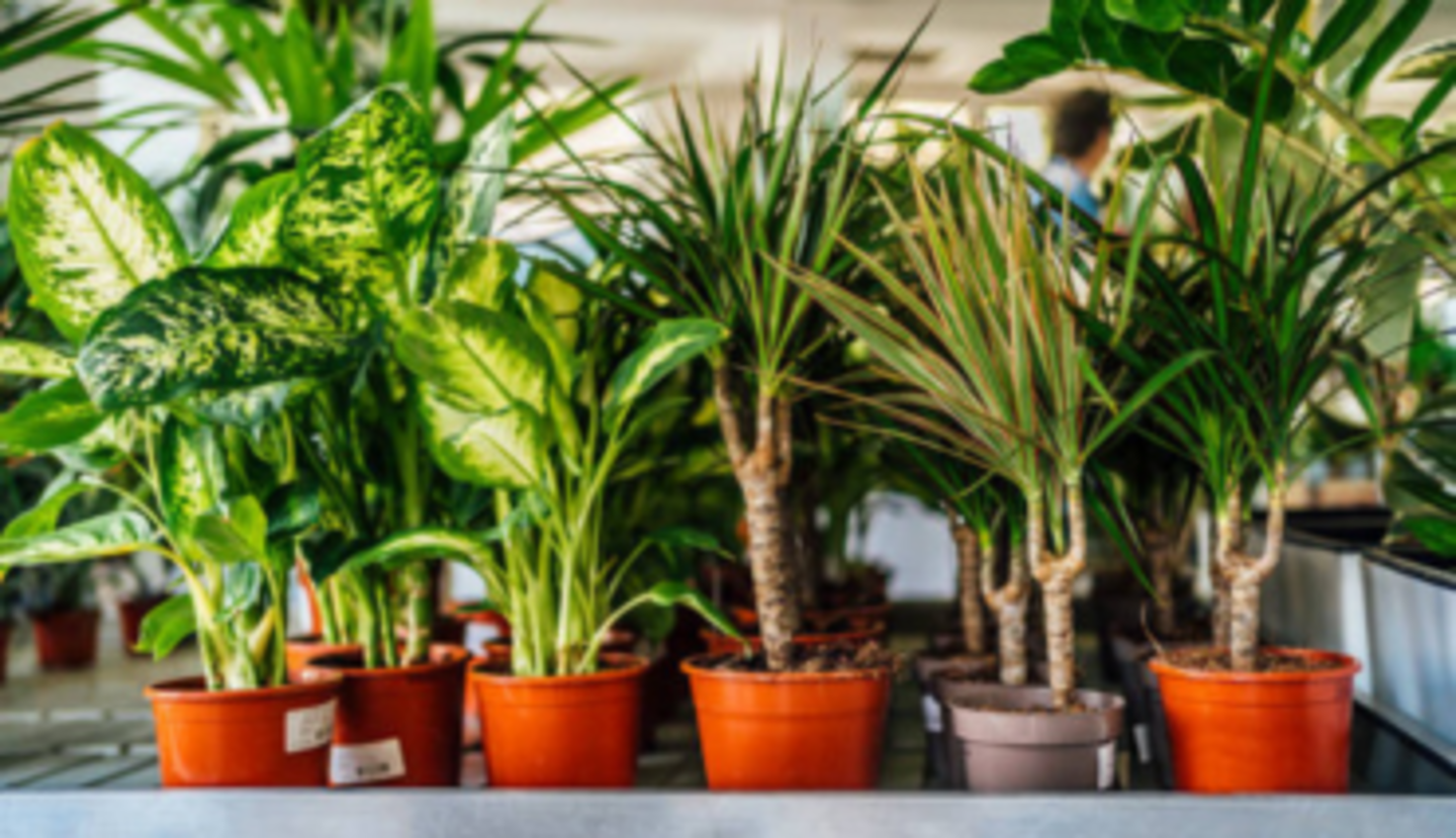 HiDubai-business-oxygen-green-plants-animals-pets-plants-plants-gardening-stores-al-karama-dubai-2