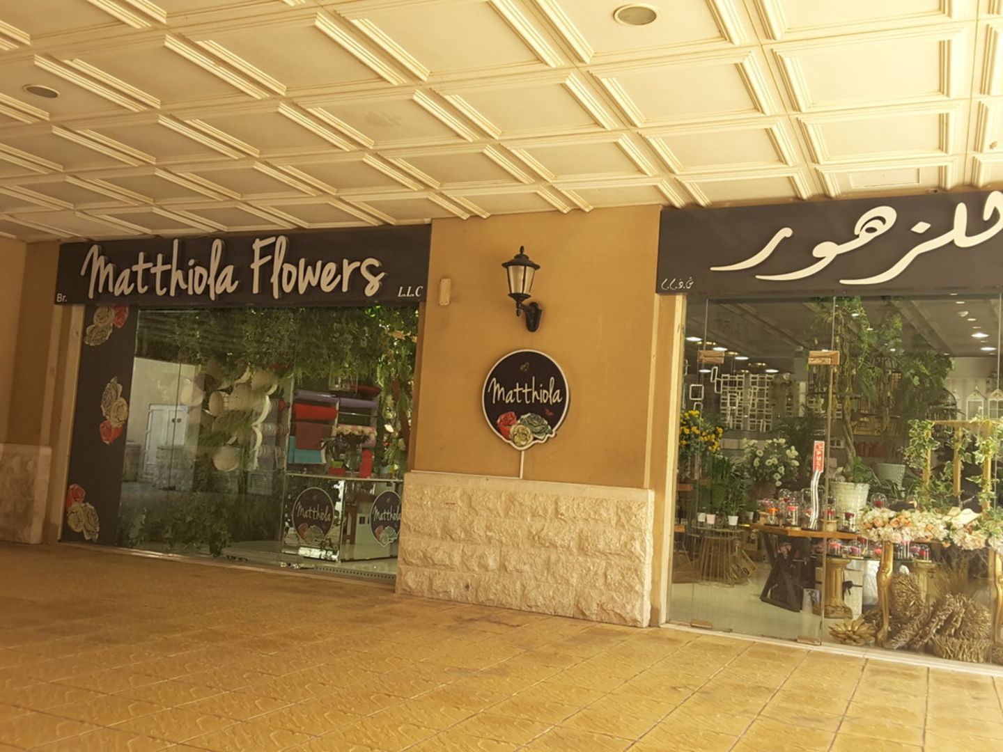 HiDubai-business-matthiola-flowers-animals-pets-plants-plants-gardening-stores-mirdif-dubai-2