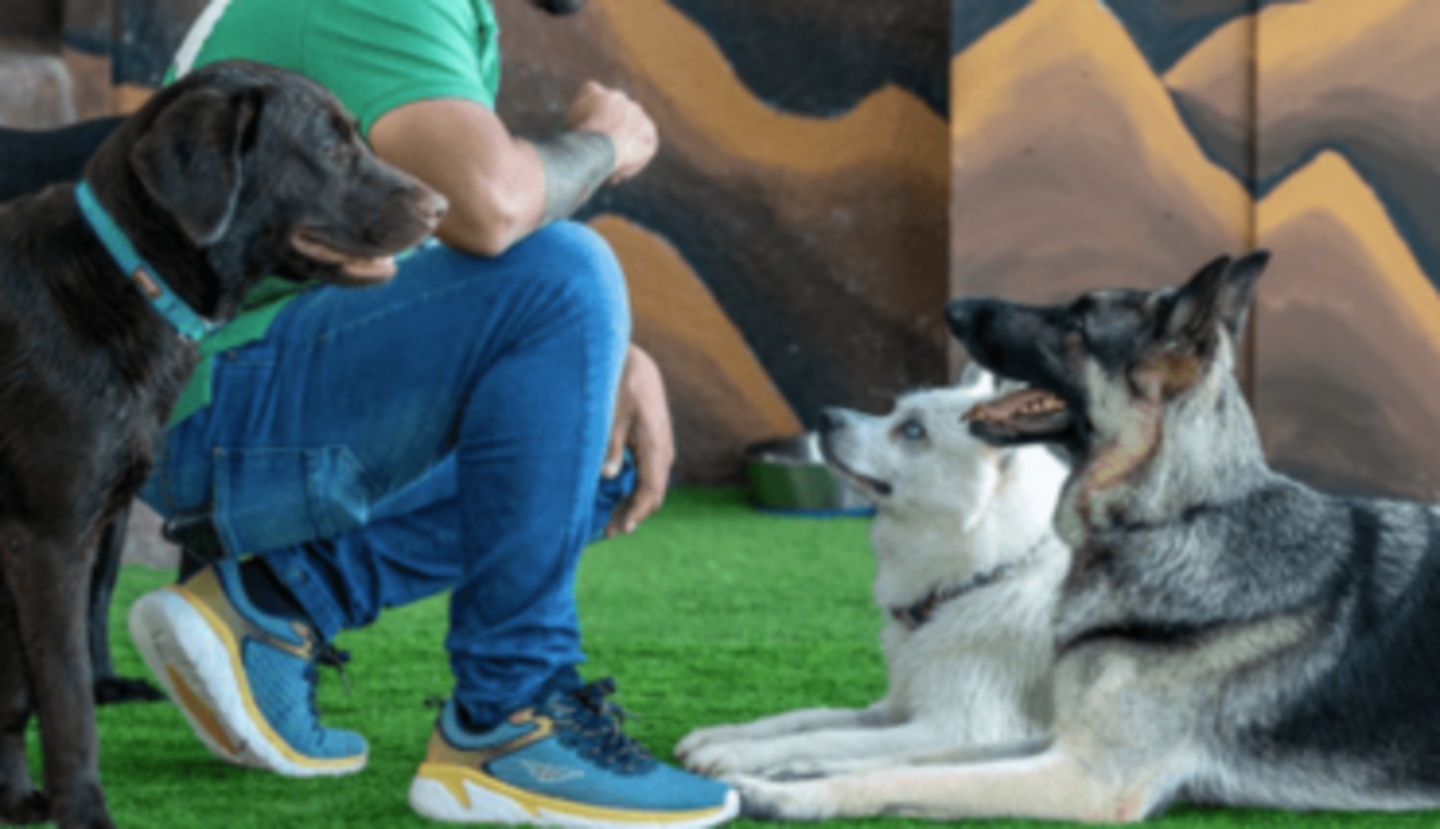 HiDubai-business-dogventure-hq-animals-pets-plants-pet-hotels-day-care-al-quoz-industrial-3-dubai