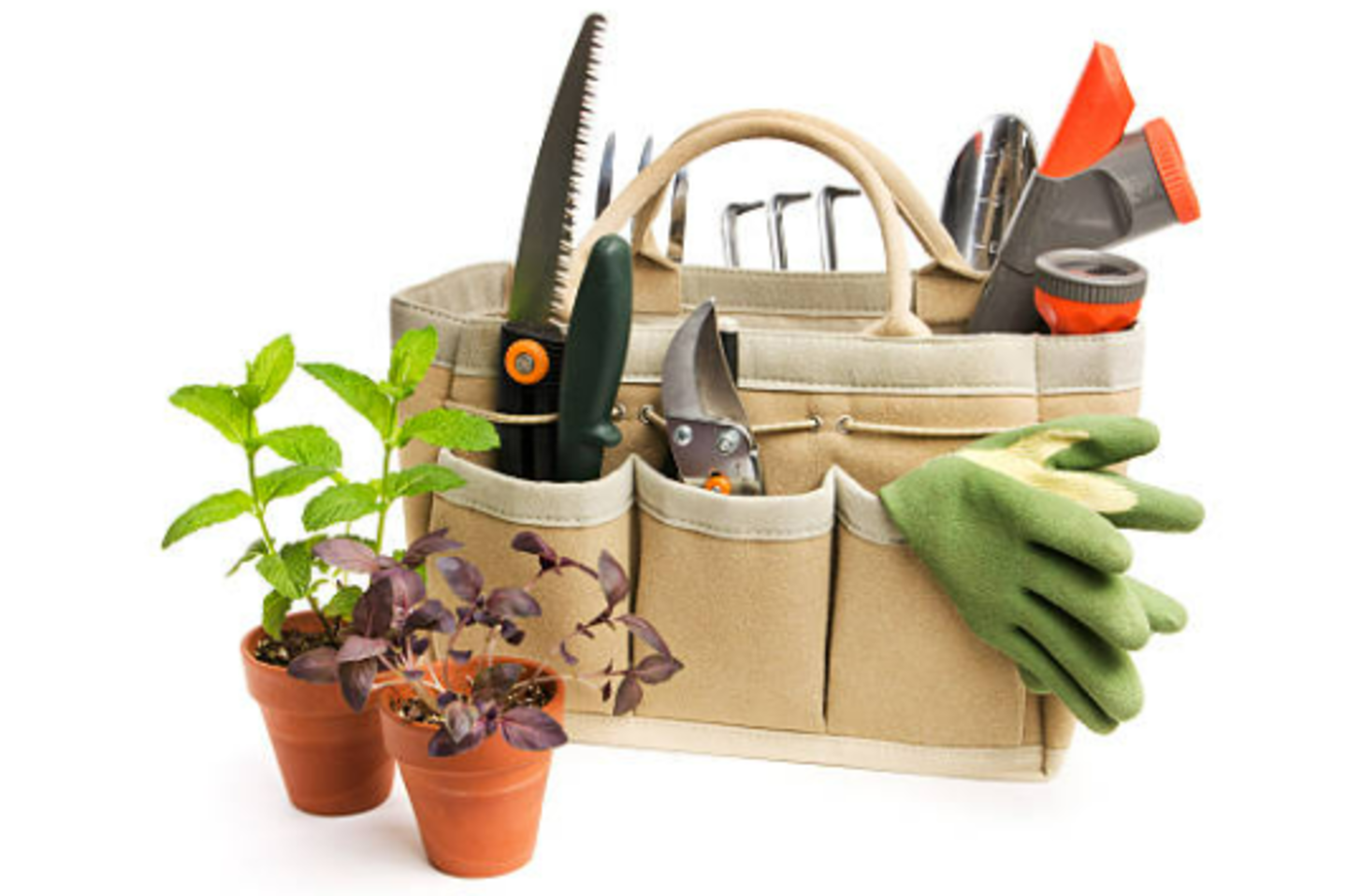 HiDubai-business-western-home-garden-equipment-trading-animals-pets-plants-plants-gardening-stores-warsan-3-dubai