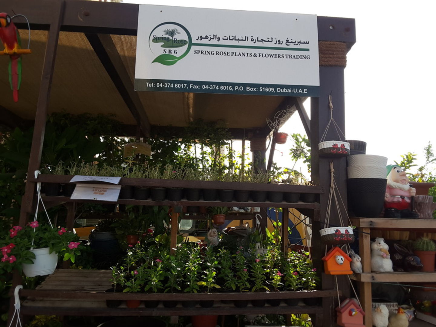 HiDubai-business-spring-rose-plants-flowers-trading-animals-pets-plants-plants-gardening-stores-mirdif-dubai-2