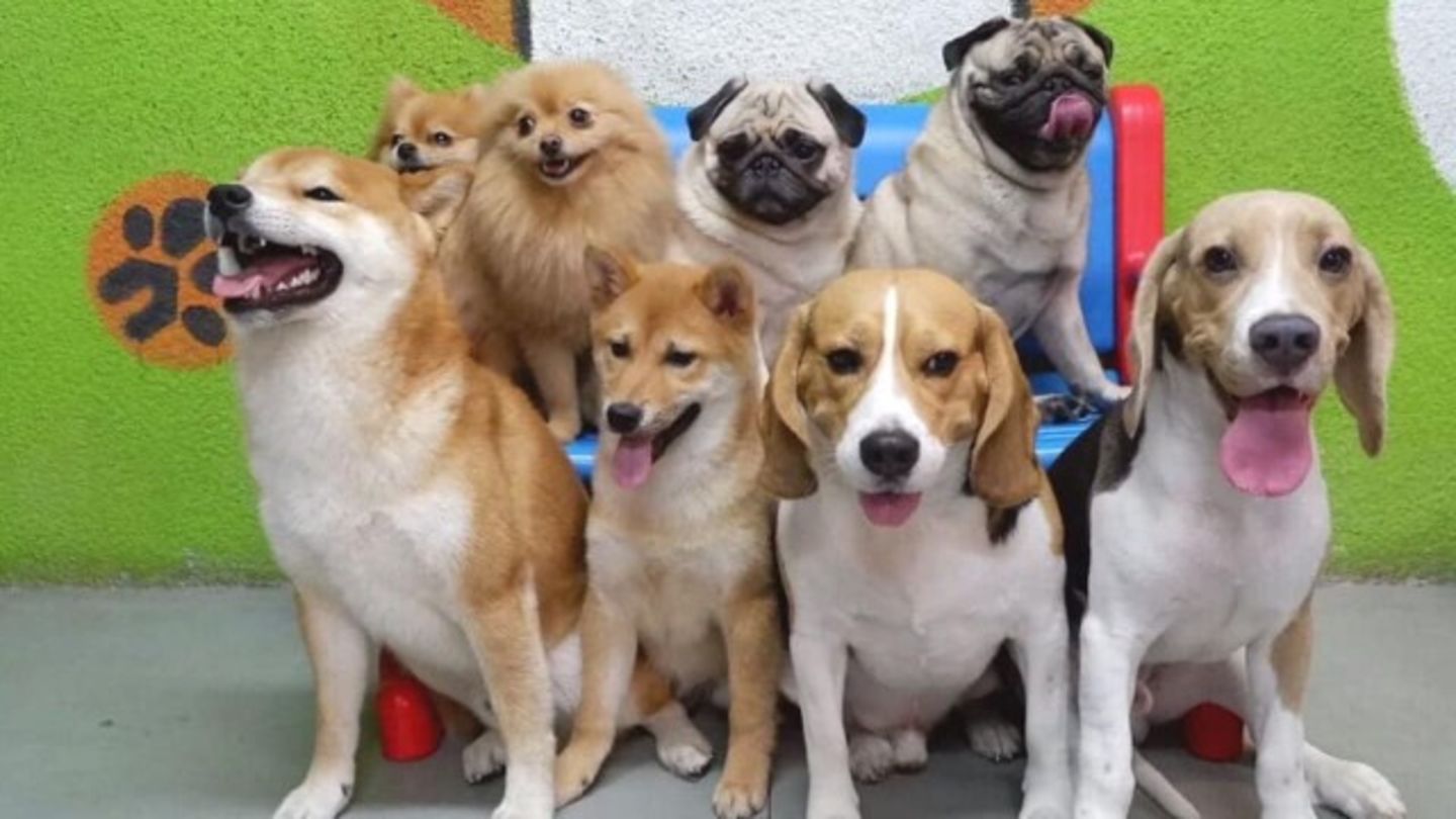 HiDubai-business-house-of-paws-domestic-pets-grooming-animals-pets-plants-pet-grooming-centres-al-quoz-industrial-3-dubai