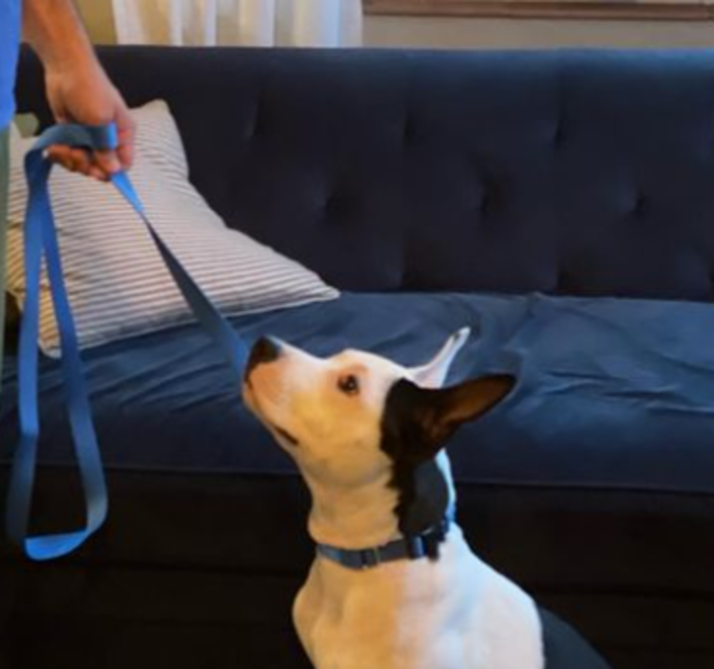 HiDubai-business-safe-k9-animals-pets-plants-animal-training-centres-dubai-investment-park-2-dubai