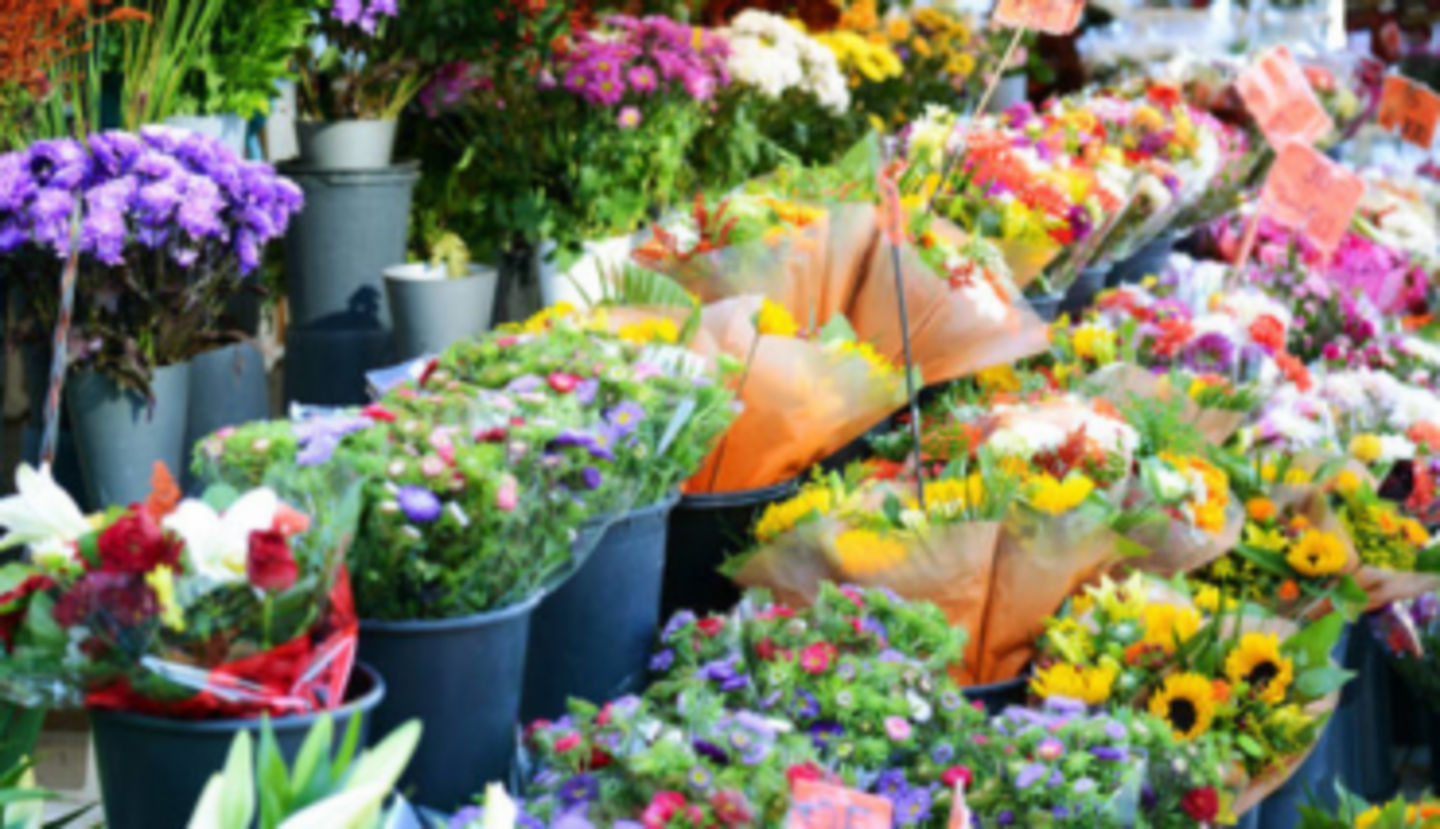 HiDubai-business-live-gardens-flowers-ornamental-plants-trading-animals-pets-plants-plants-gardening-stores-al-qusais-industrial-2-dubai