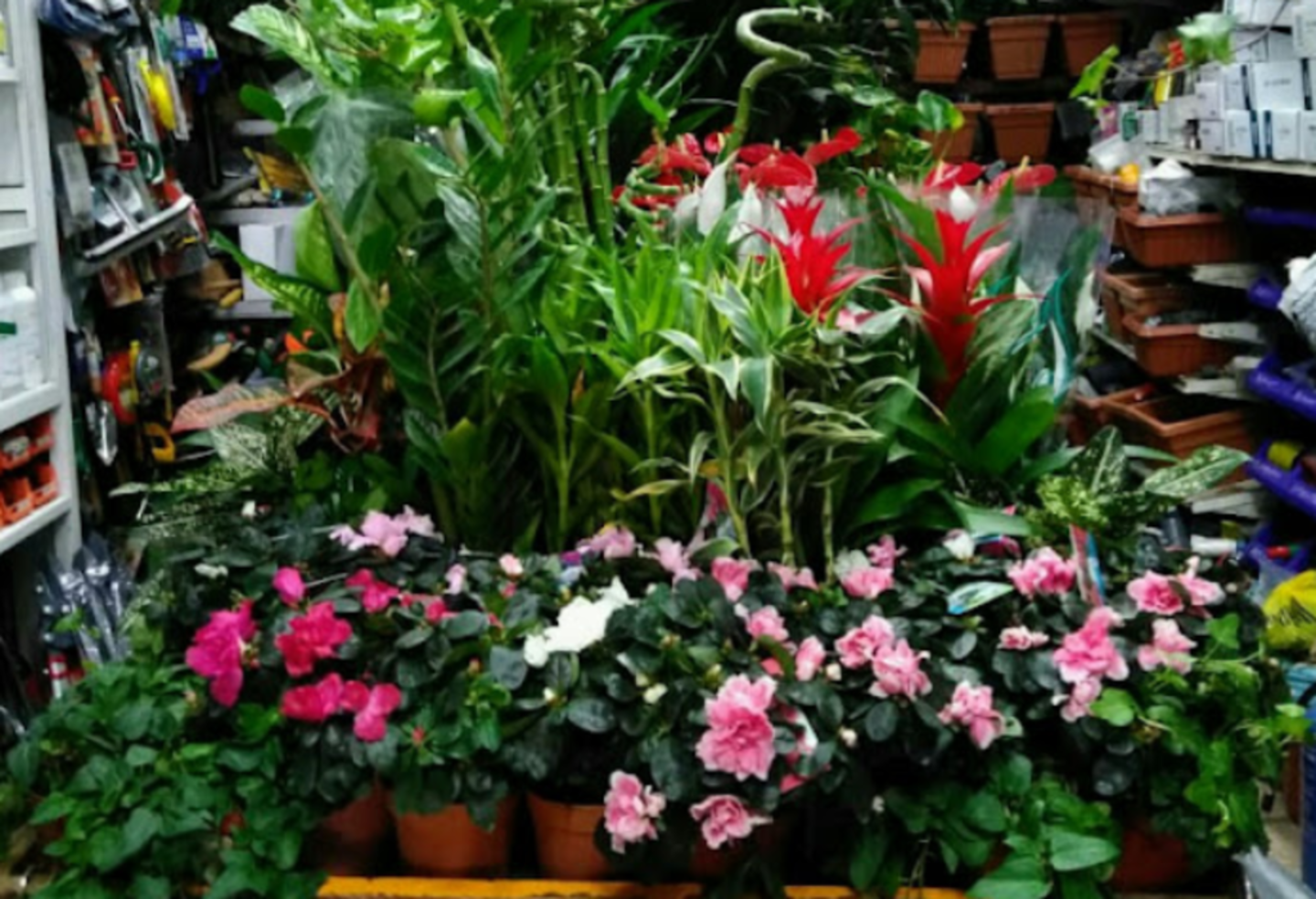 HiDubai-business-al-madina-garden-plant-nursery-animals-pets-plants-plants-gardening-stores-ras-al-khor-industrial-2-dubai