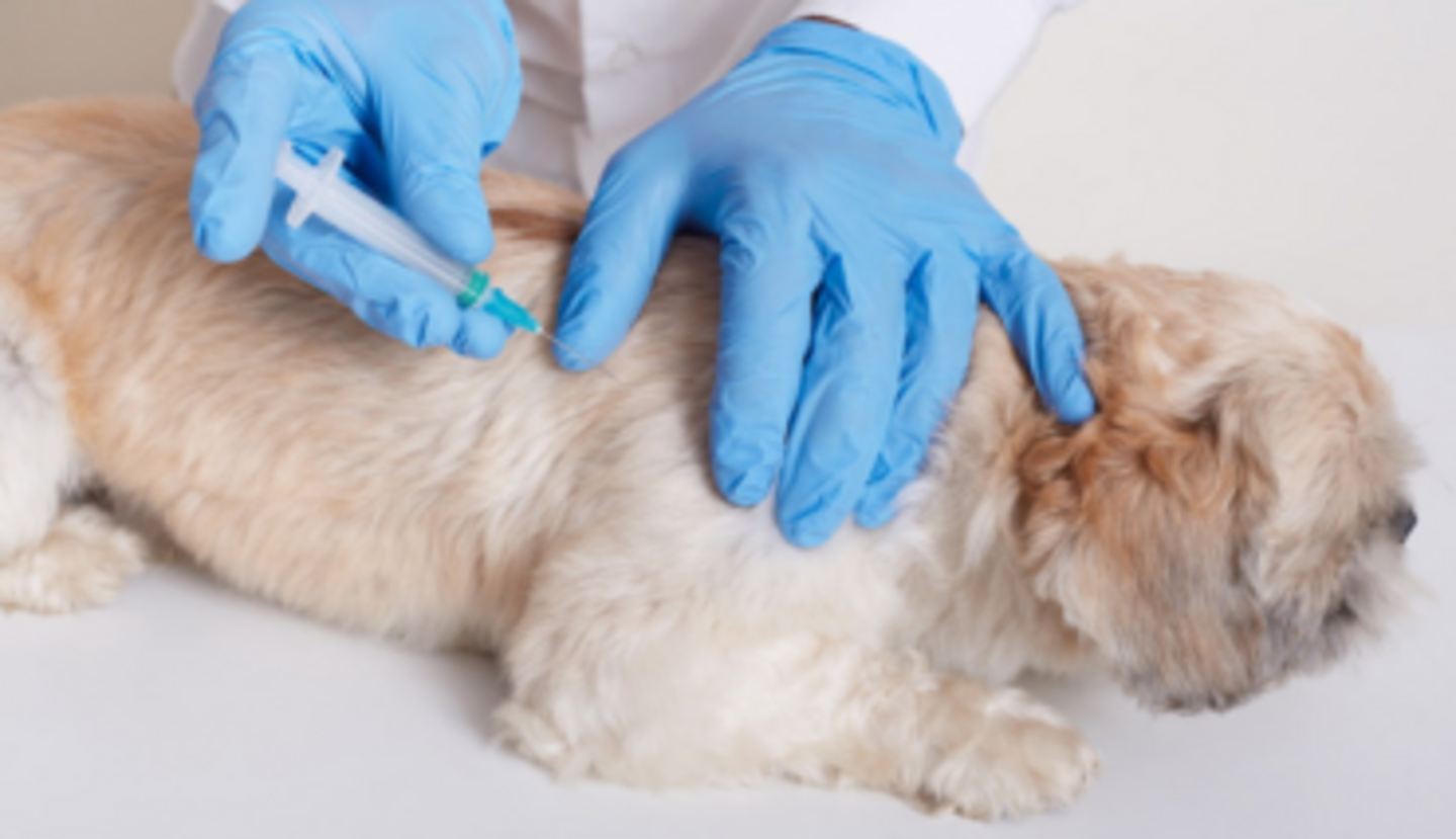 HiDubai-business-perfect-dose-veterinary-clinic-animals-pets-plants-pet-clinics-vets-al-barsha-3-dubai