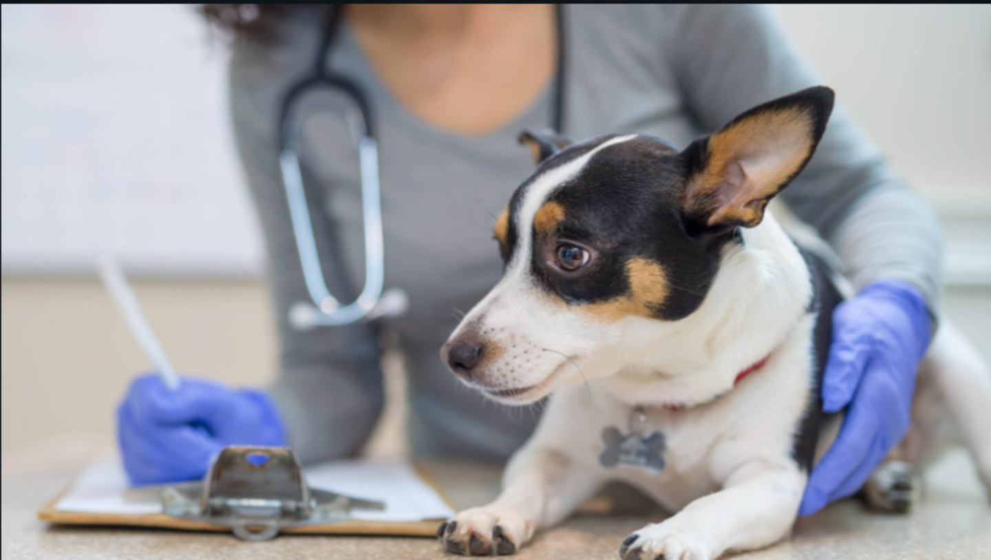 HiDubai-business-dubai-municipality-veterinary-services-clinic-animals-pets-plants-pet-clinics-vets-wadi-alamardi-dubai